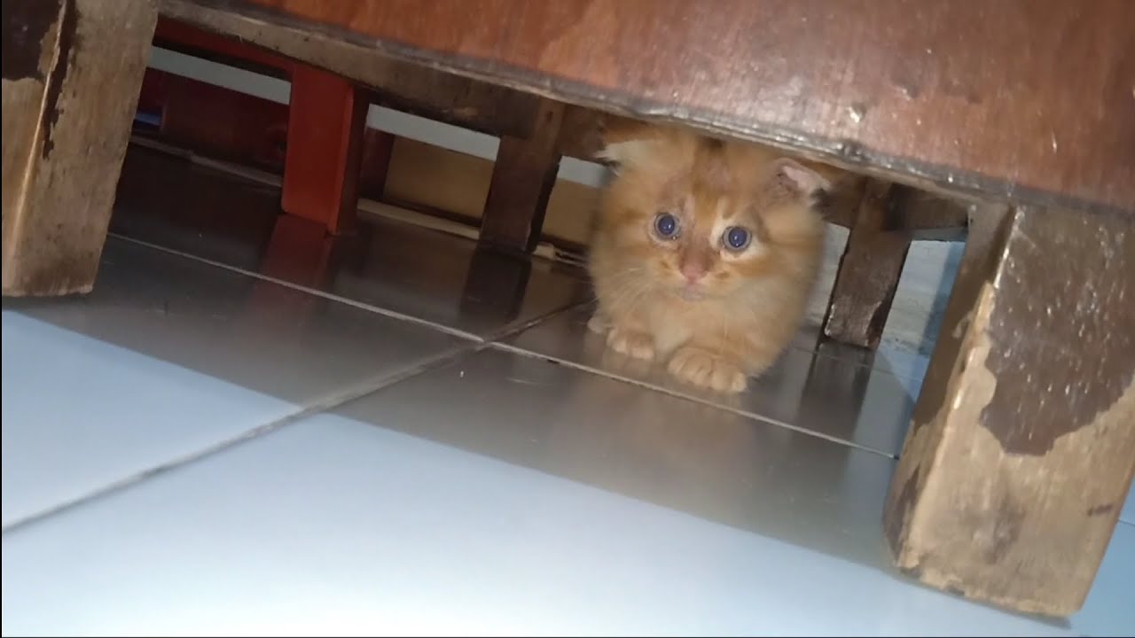 子猫が遊んでいます