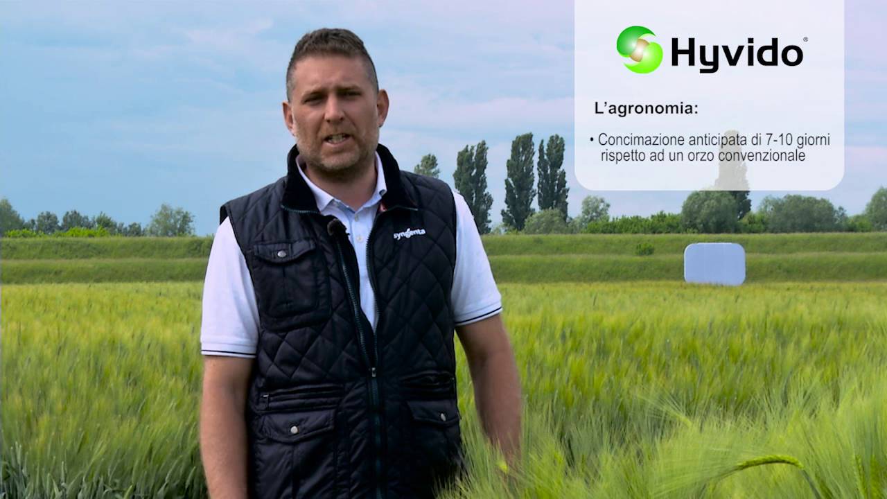 Orzo ibrido HYVIDO: scopri come ottenere rese elevate