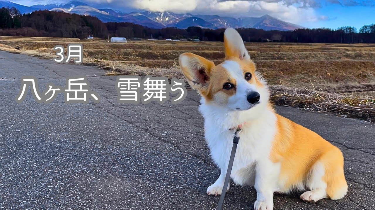 少し雪が舞った日。｜八ヶ岳暮らし