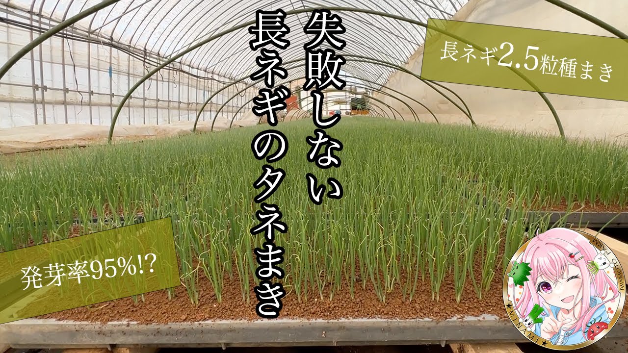 【発芽率95％以上！】長ネギの播種。ねぎびとカンパニーで見てきた方法でやります！
