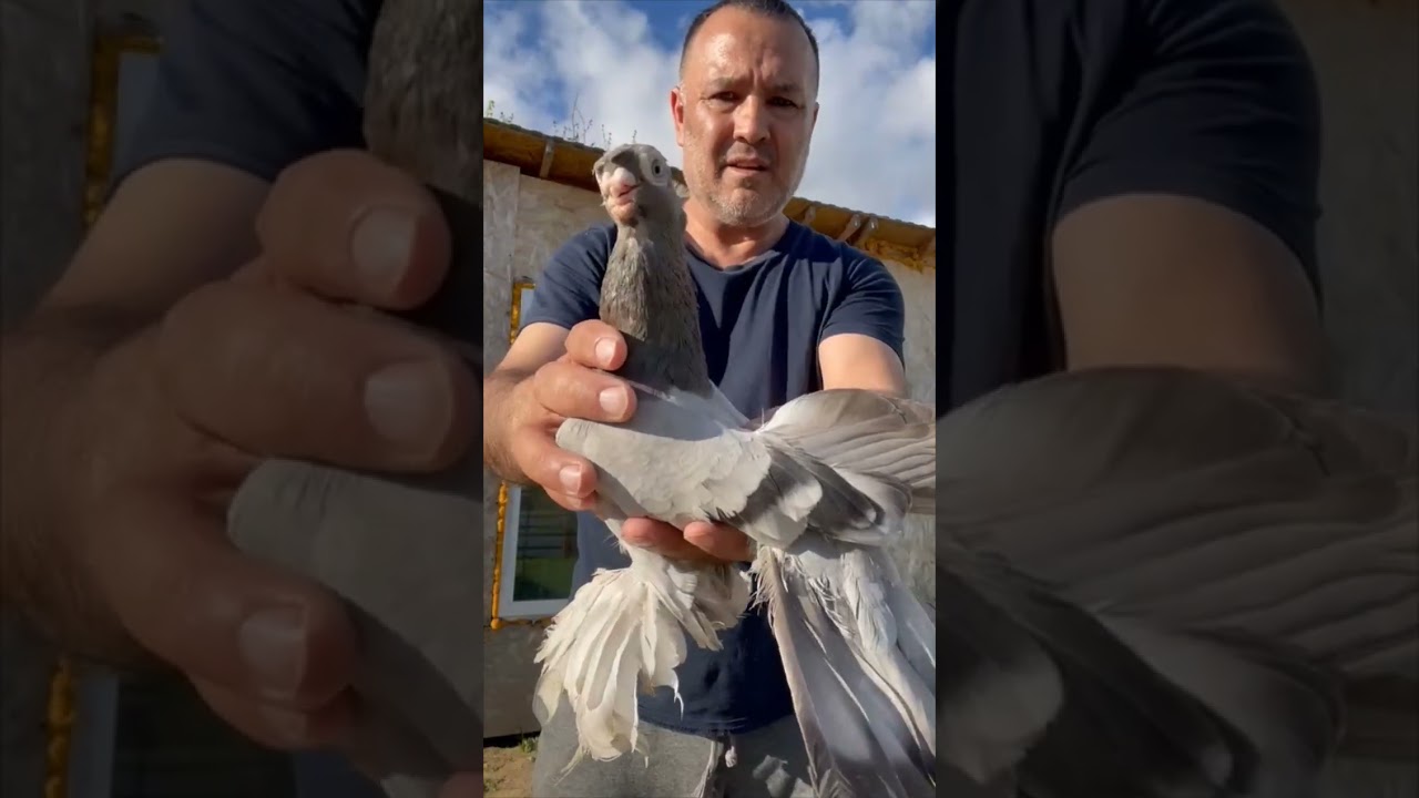 Узбекские декоративные голуби Рустама Москва Pigeons الحمام Tauben  کبوتر güvercinler  31/05/24