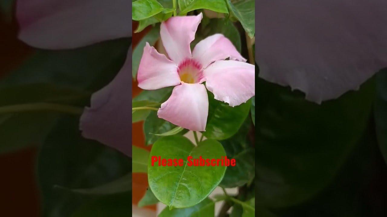 Mandevilla flower Blooming in My Garden#shorts #video
