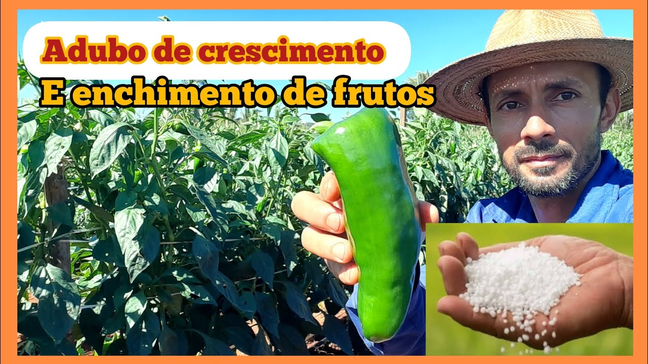 Adubo para enchimento de frutos do pimentão, #fertirrigação, gotejo.