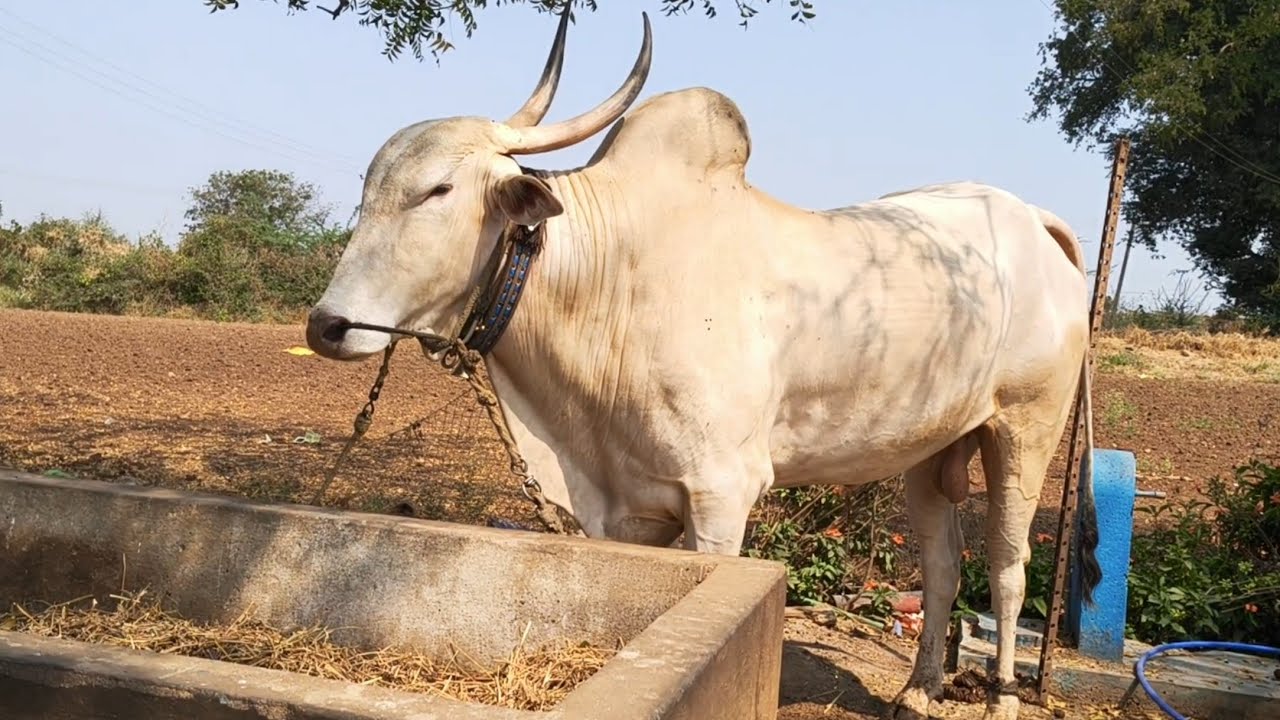 Kilara Bulls Videos Karnataka 2026 // Karnataka Arikera kilara Bulls Videos 2026