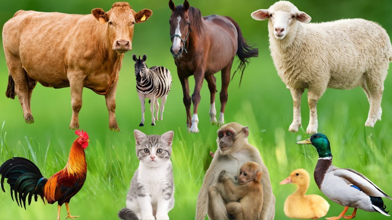 Farm Animal Habitats & Sounds | Chickens, Pigs, Cows, Goats, Buffaloes, Dogs, Cats & Butterflies 🐔🐷🐮