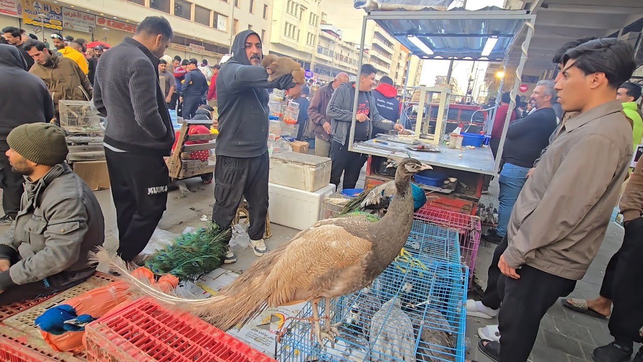 سوق الغزل يوم الجمعة انواع الحيوانات مع الاسعار 2026/2/27