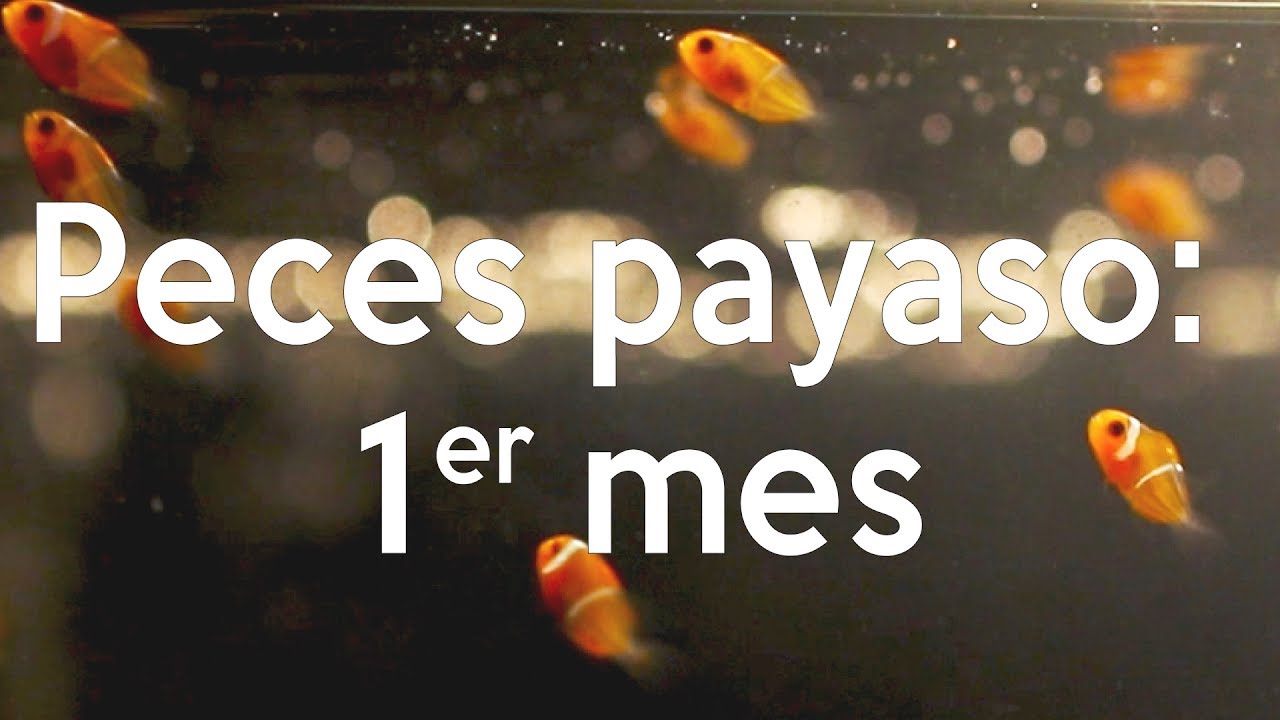 Reproducción de peces payaso - Primer mes de vida | AcuaTV