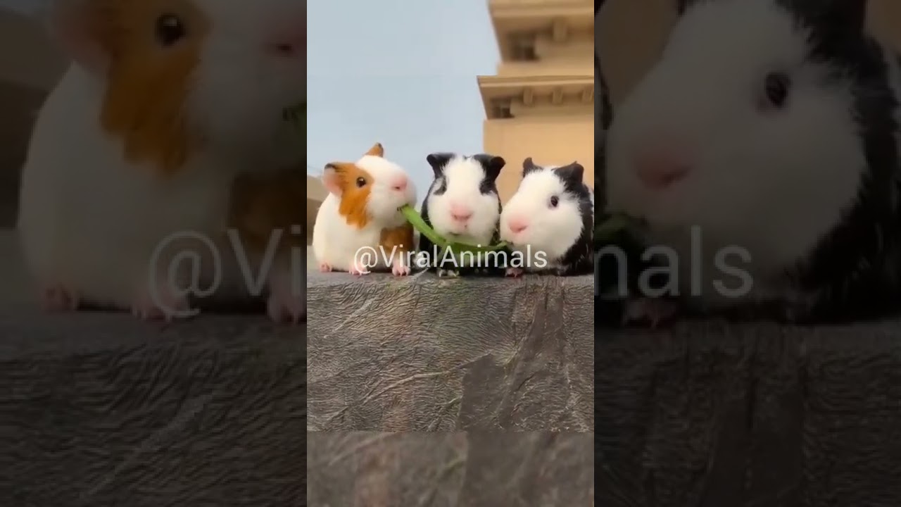 Three Guinea pigs eating grass #shorts #youtubeshorts #animals