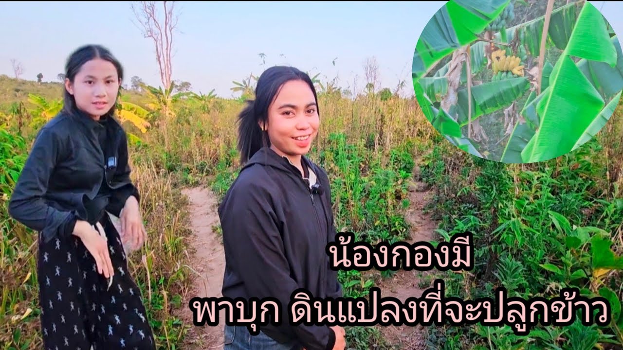 น้องกองมีพาบุกดินแปลงที่จะปลูกข้าว 23 กุมภาพันธ์ ค.ศ. 2026