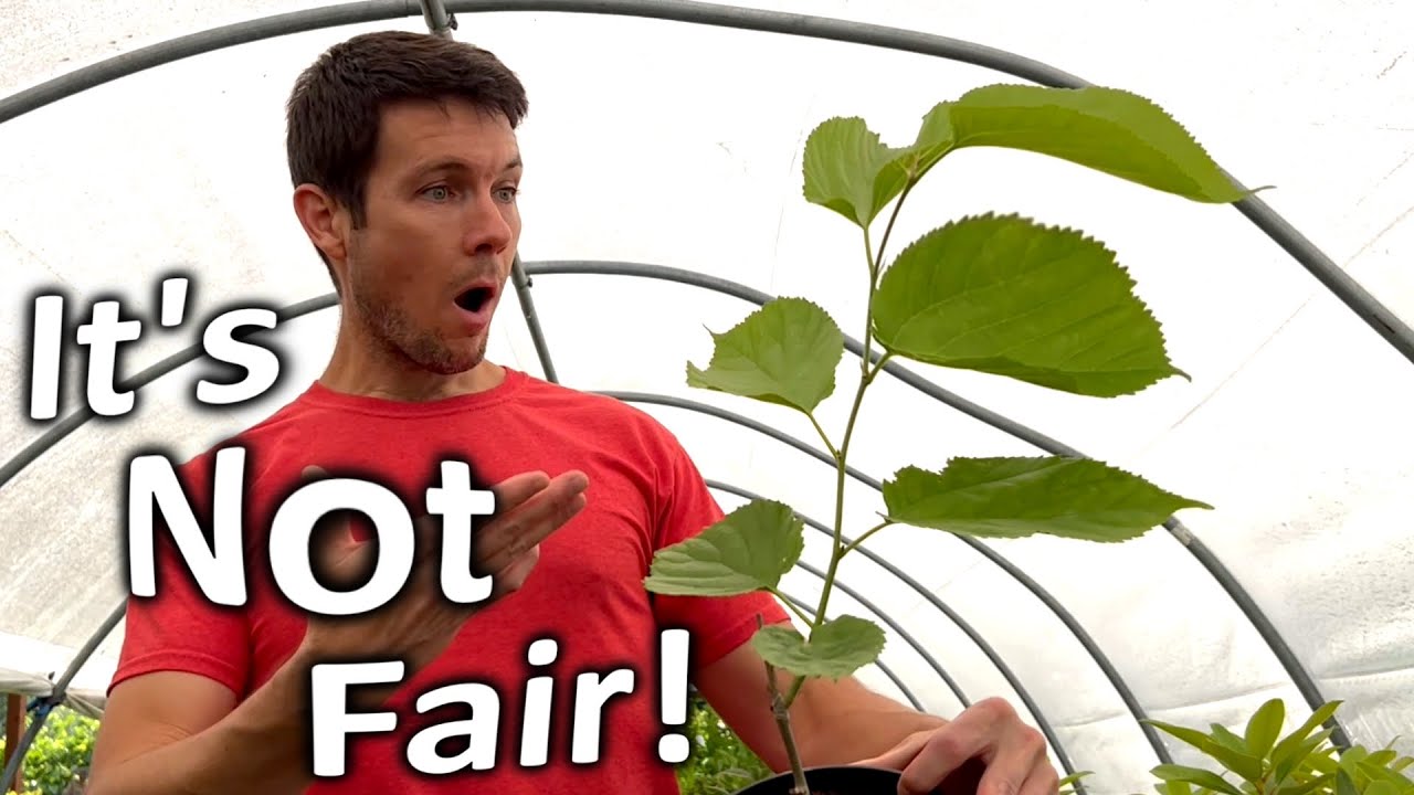 Mulberry Tree Comparison | Growing Plants in Different Locations but Same Zone