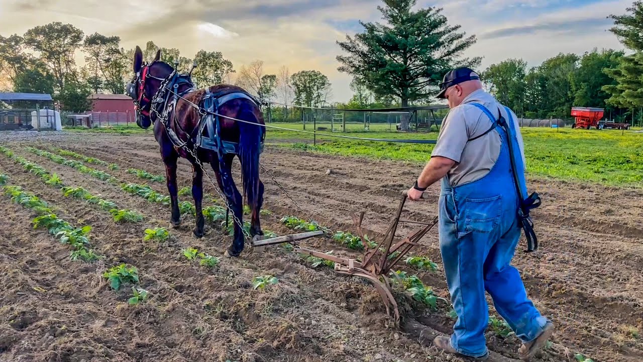 CULTIVATING POTATOES!!! #213 #garden #potatofarming #drafthorses #mules #horselogging