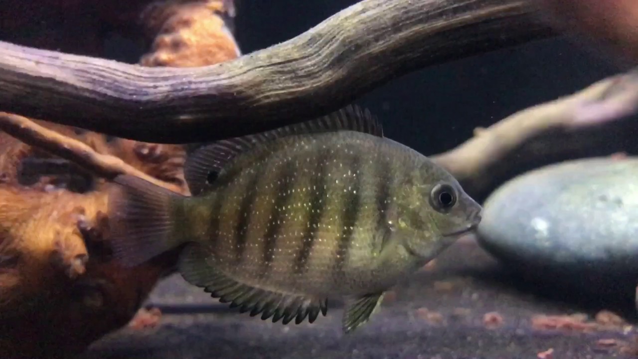 Green Chromide Juvenile