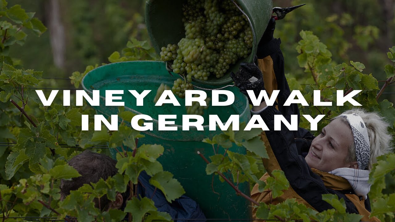 German Vineyards Walk 🍇 Schloss Wackerbarth | Wine & Views 🍷 | ஜெர்மன் திராட்சைத் தோட்டம்