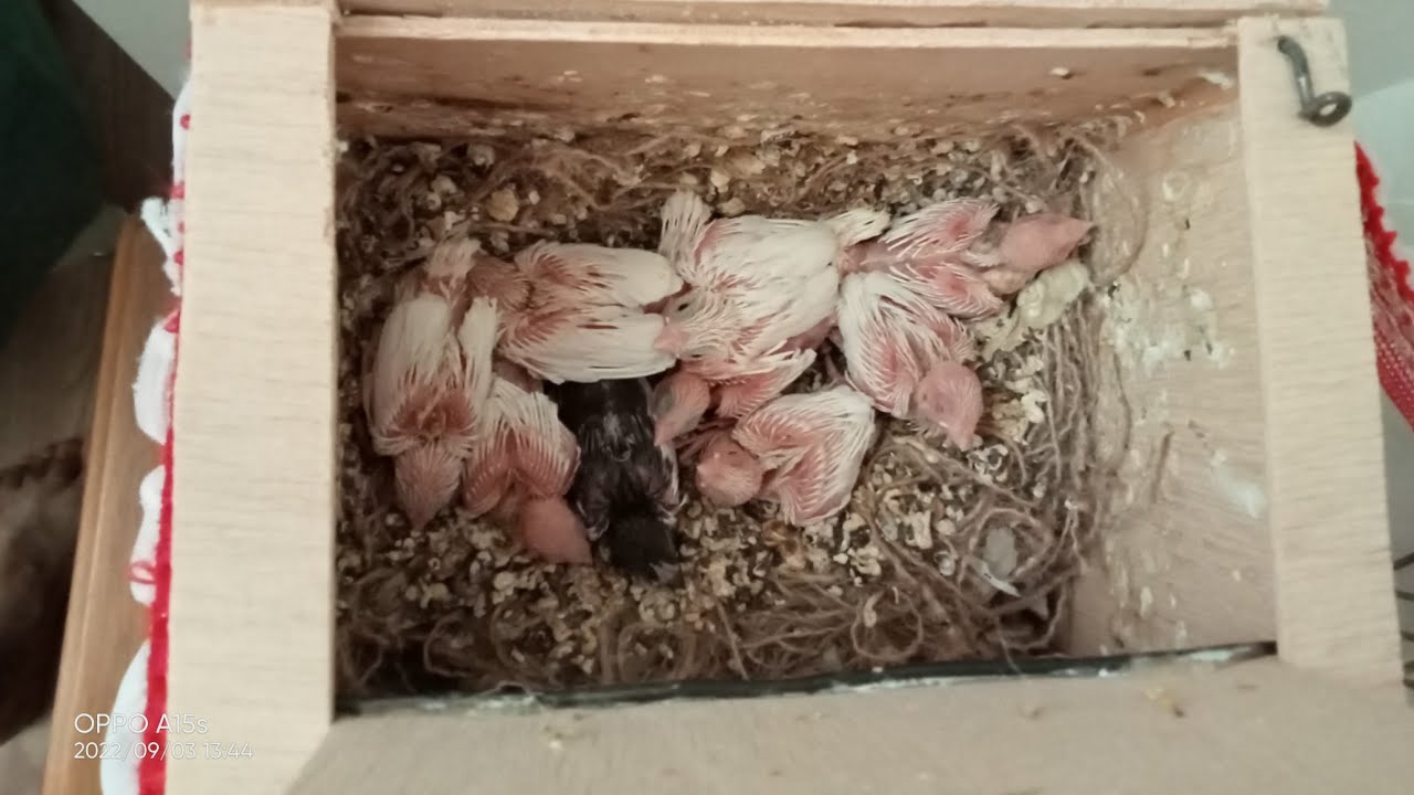 2+1 ilk kuluçka ilk  tercube bı maşallah alalım 9 yavruya...
