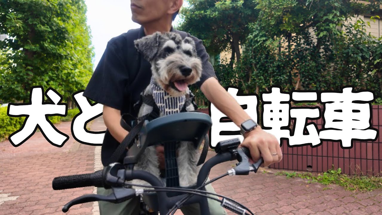 【犬とサイクリング】愛犬と自転車に乗って柏の葉公園へ