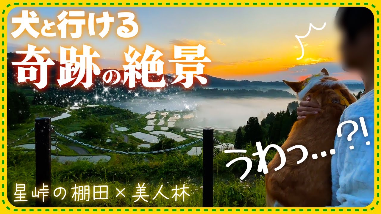 【犬と新潟絶景】無料で見られる