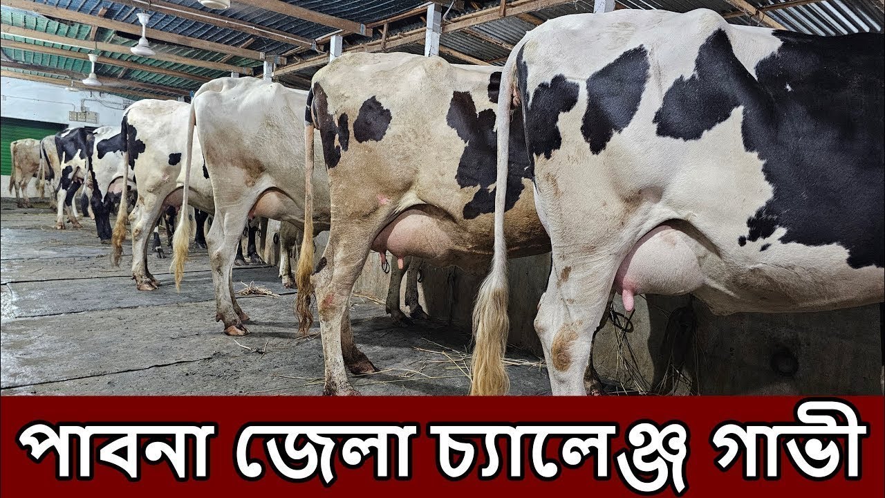 পাবনা জেলার সেরা গাভী । imo/WhatsApp 01327-905499[১৫৯৯]