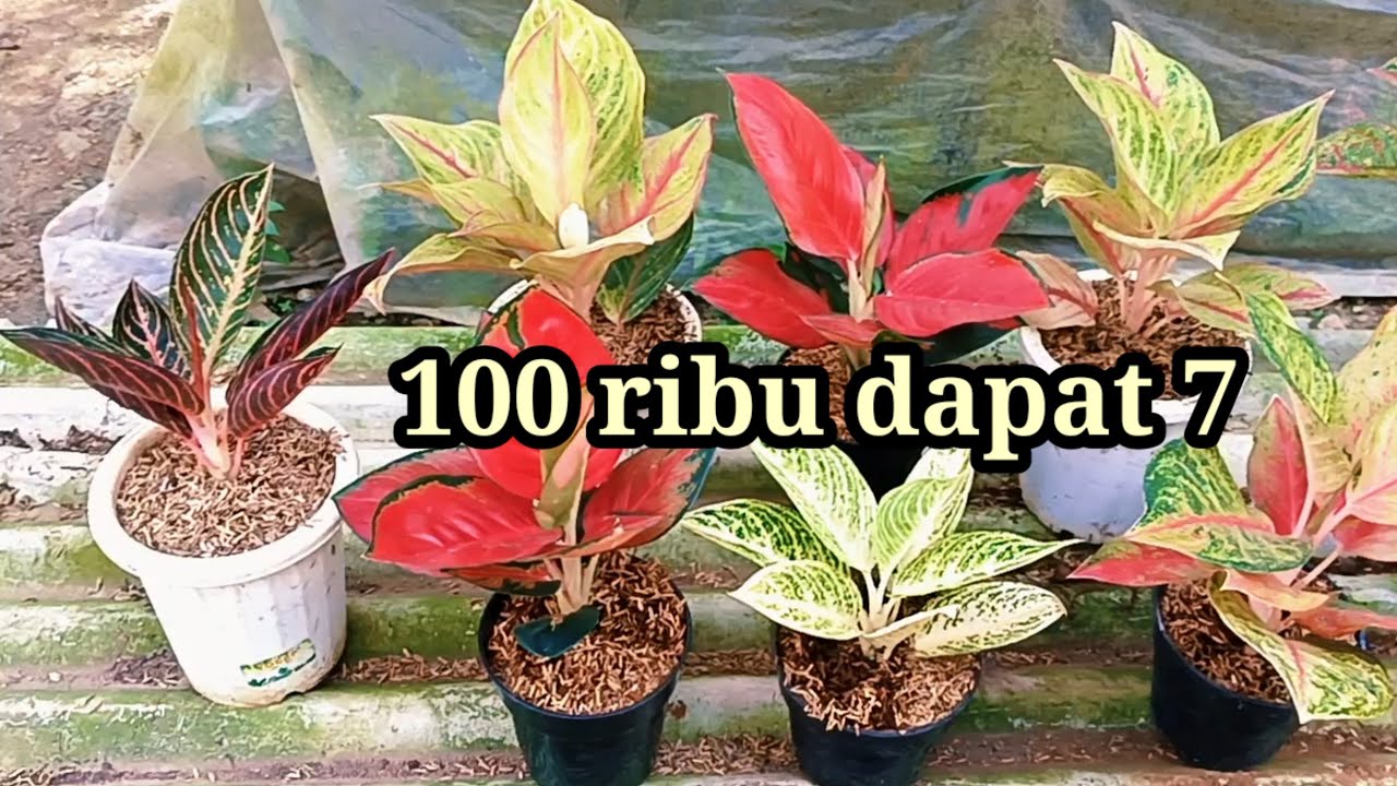 DiObral paket aglonema cantik² harga murah 100k dapat 7