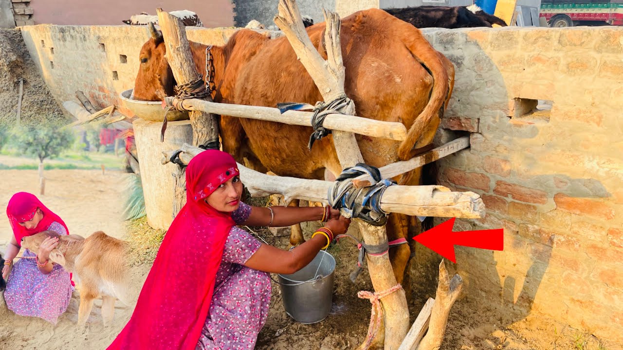 Lat mare Sahiwal gay 😛 ये आदत हो गई गो माता की क्या करे ।