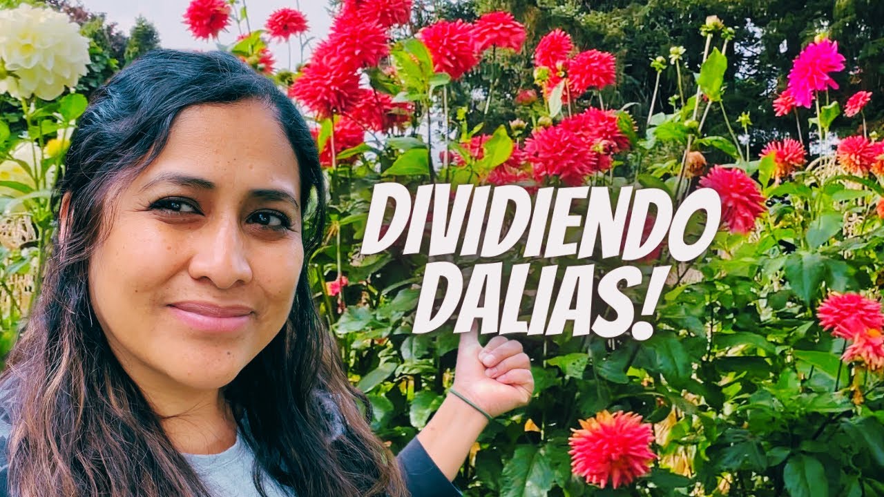 Como dividir tubérculos de dalias para hacer más plantas / mini Tour de las dalias