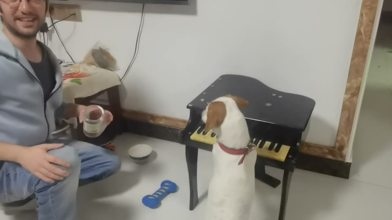 #jackrussellterrier  Nala is learning how to play the piano! 2 #pets #dogshorts #cute #livinginchina
