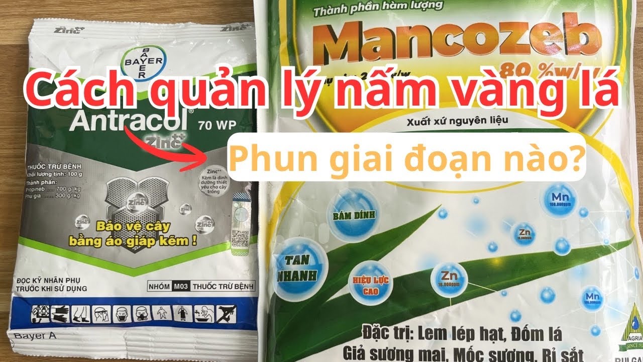 Antracol và Mancozeb có tác dụng gì? Cách sử dụng và giá bao nhiêu?
