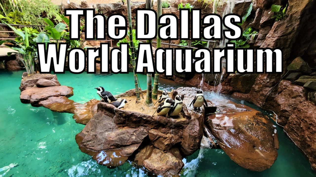 Inside the INCREDIBLE Dallas World Aquarium in Texas Full Virtual Tour