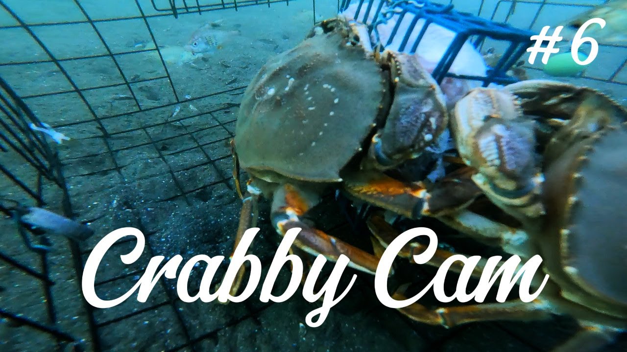 Nanaimo Harbour Crab Trap ep.6