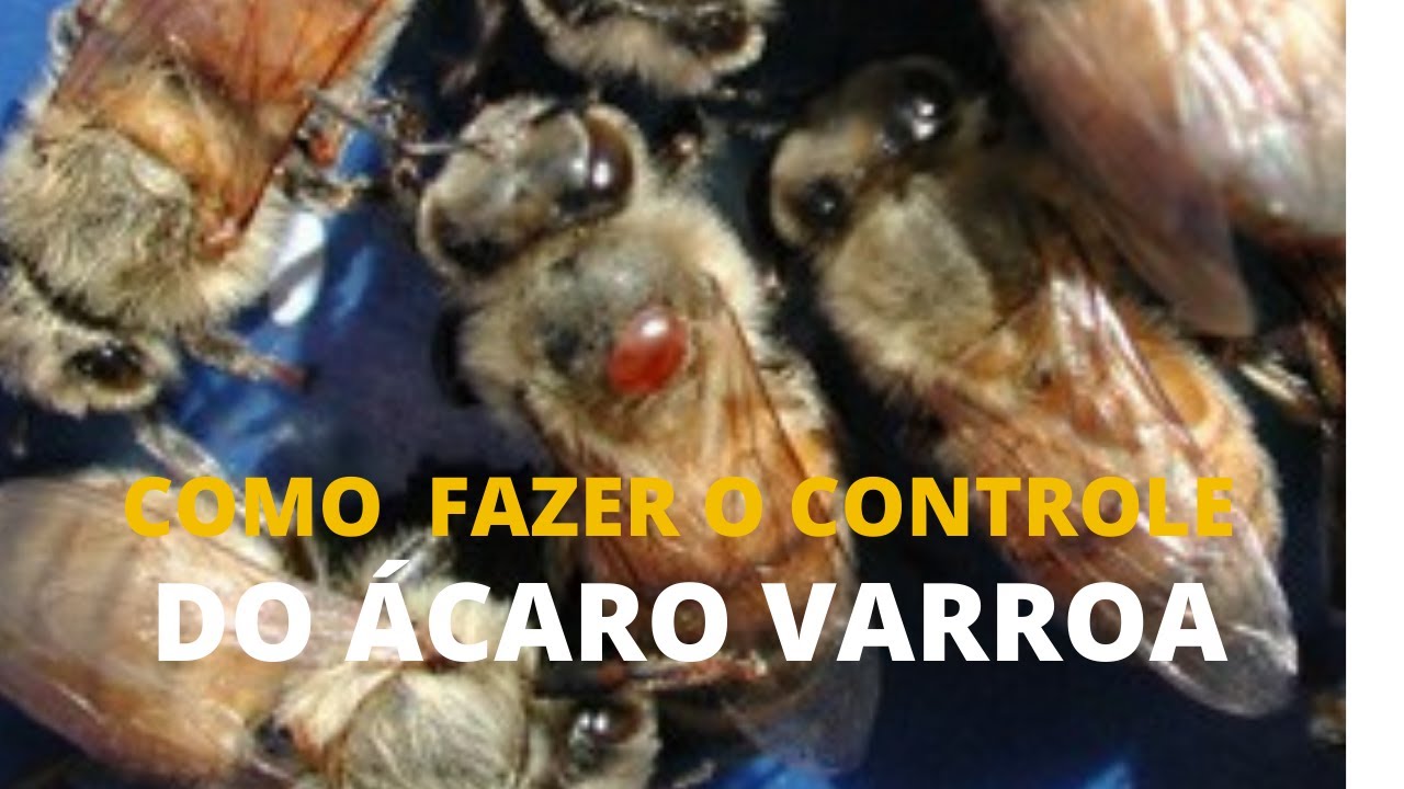 Como eliminar ácaro varroa da colmeia.