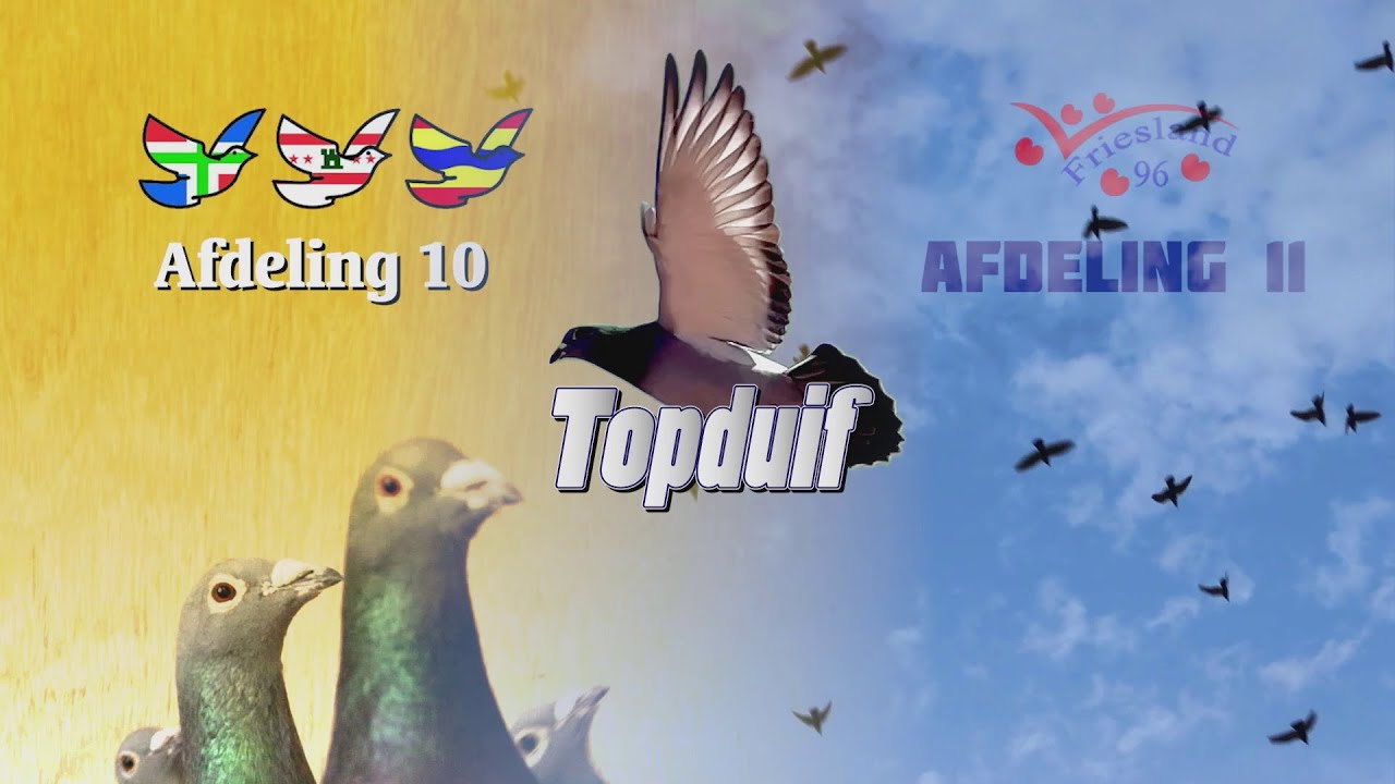 Afdeling 10 & Afdeling 11: Topduif 2022