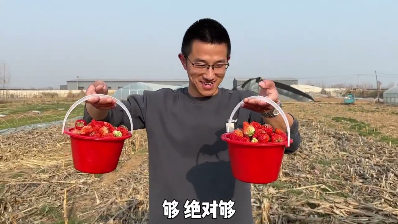 带媳妇摘草莓，本以为能实现草莓自由，媳妇最后一句话吓坏了小伙 #新农人计划 #设施农业 #种草莓 #有机农业