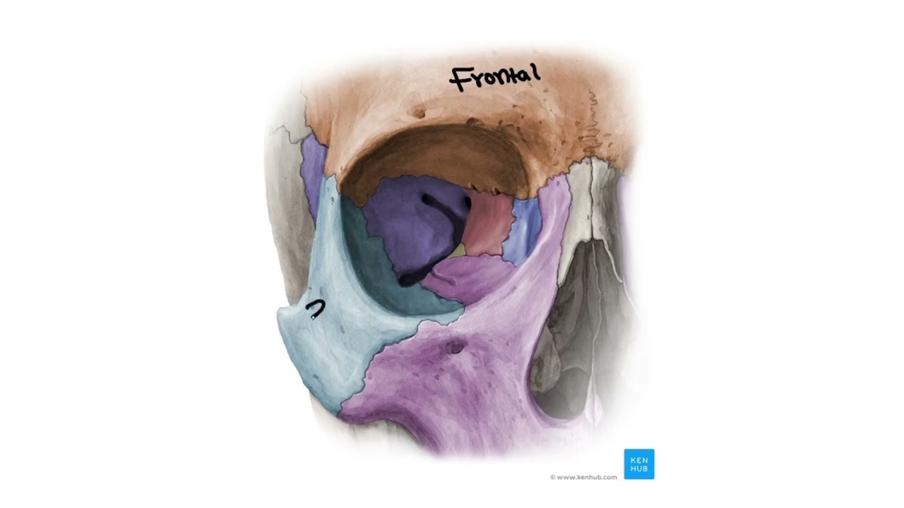 Anatomy of orbital bones and muscles
