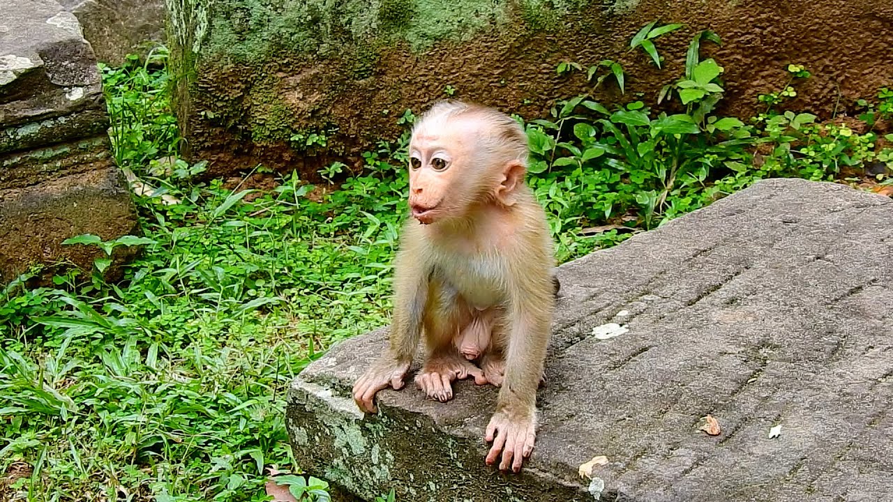 Poor small baby monkey lost mom!