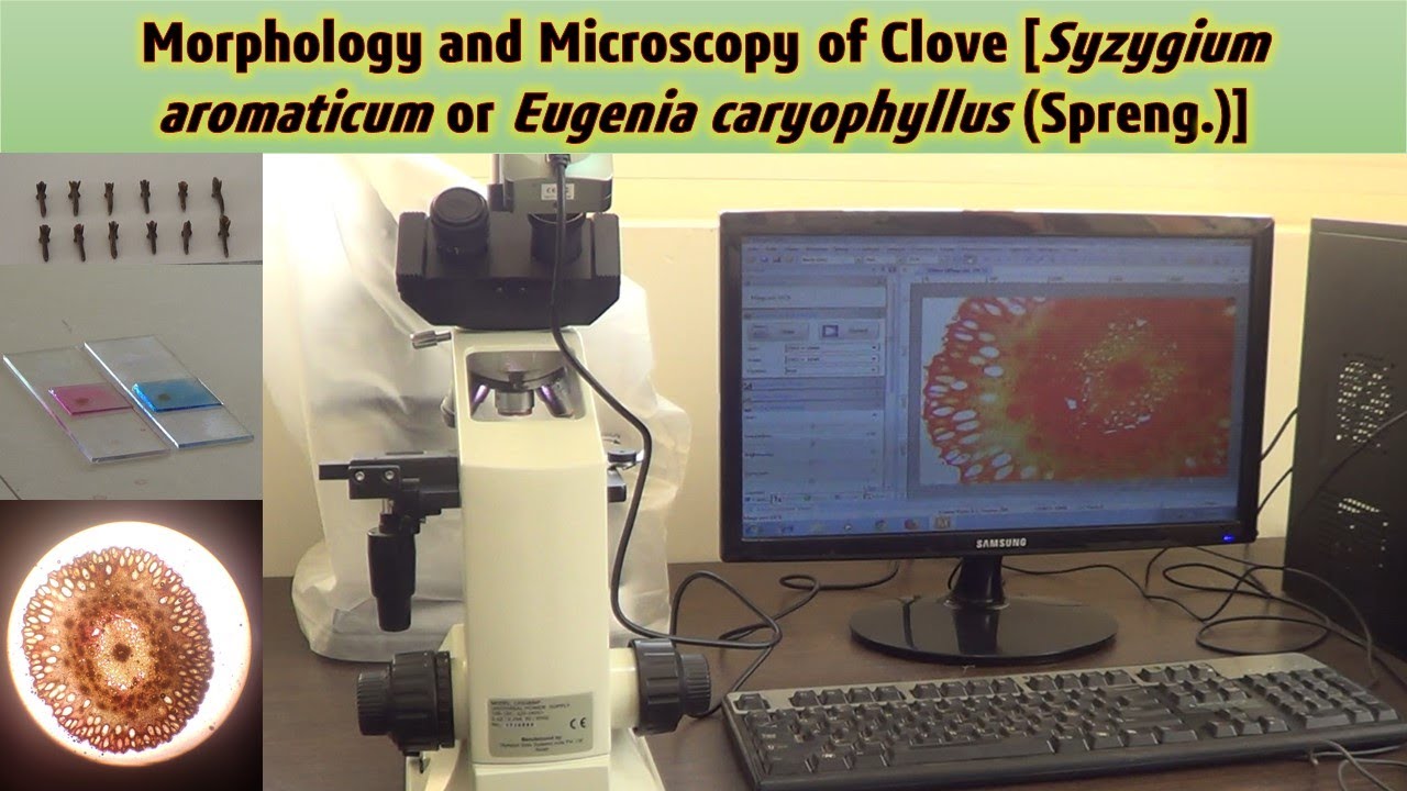 Morphology and Microscopy of Clove