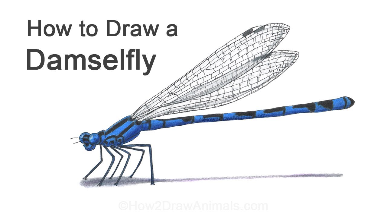 How to Draw a Damselfly
