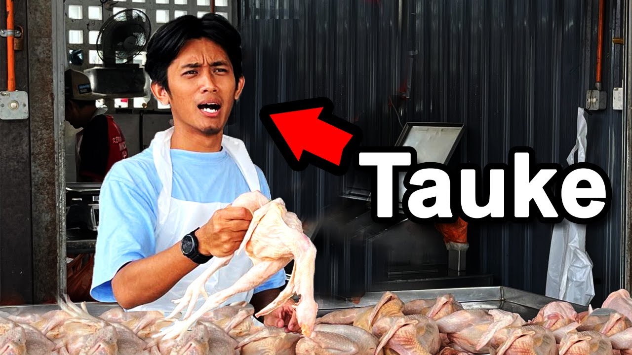 Aku Belajar Jadi Tauke Ayam!