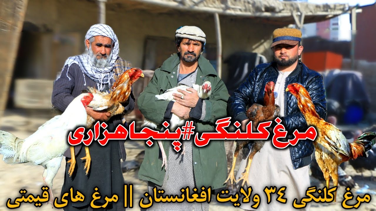 مرغ کلنگی #پنجا هزاری عزیز خان- مرغ کلنگی ۳۴ ولایت || مرغ های کلنگی قیمتی || Expensive Roosters 🐓 