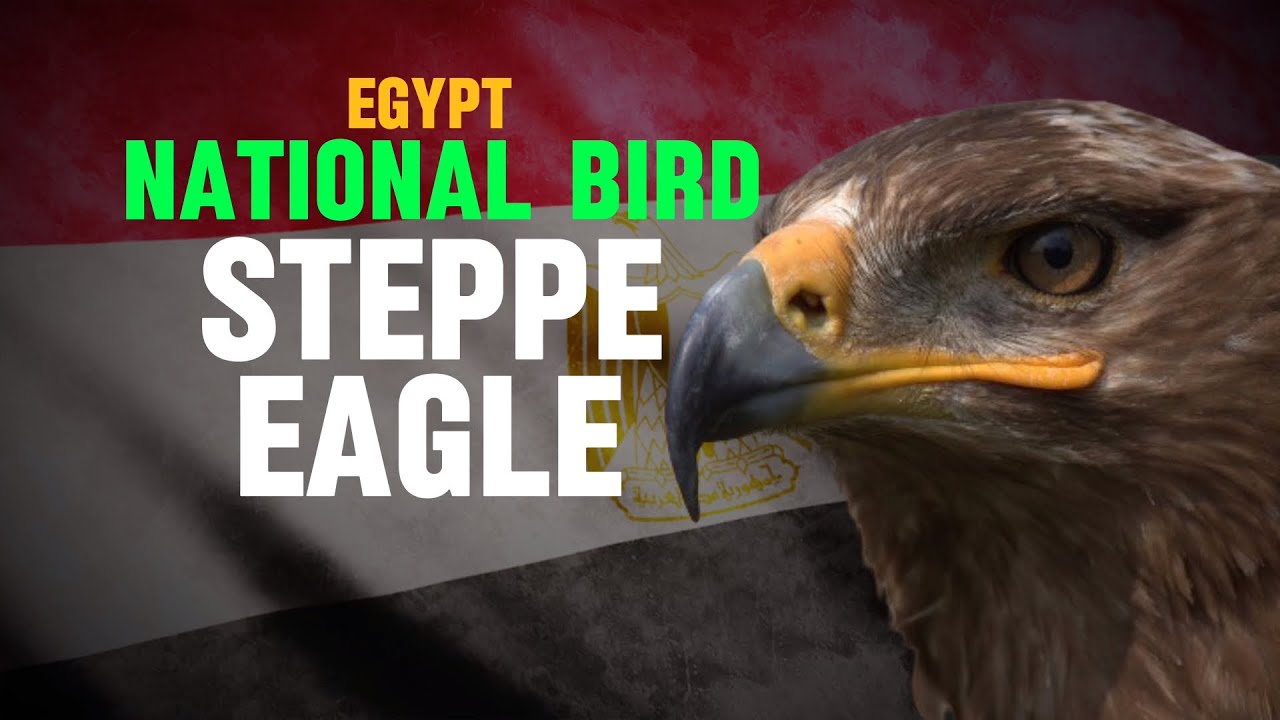 What is the national bird of Egypt? | Interesting Facts