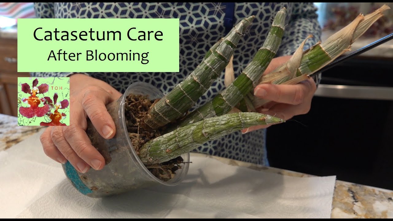How to Care for a Catasetum Orchid After Blooming & During Dormancy | How to Remove Blooms & Roots