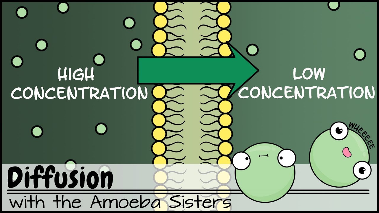 Diffusion