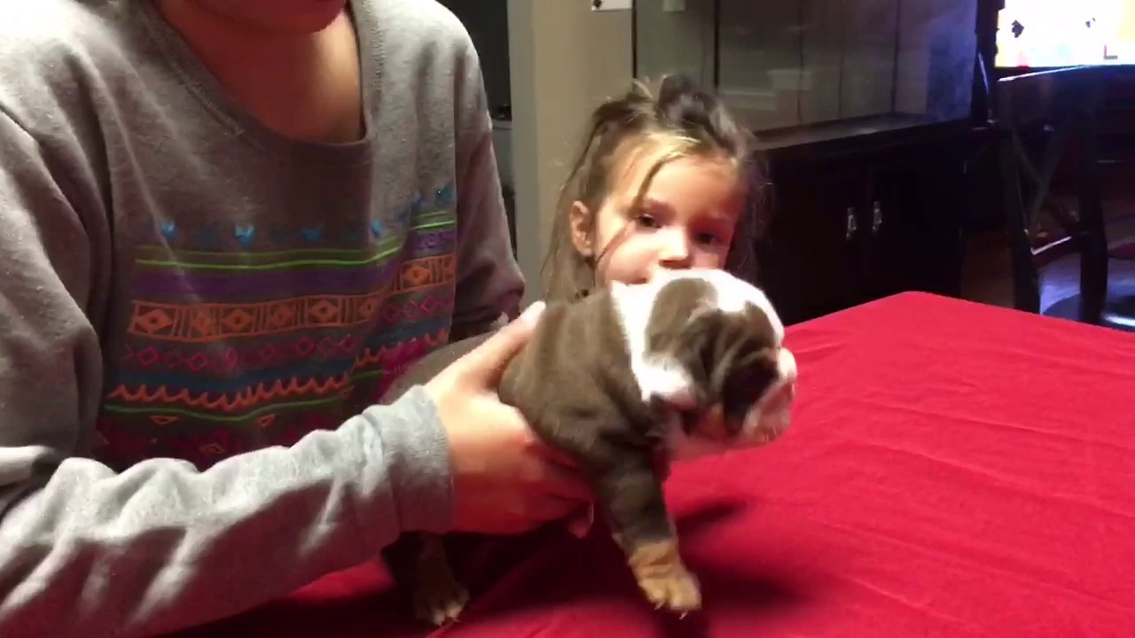 Chocolate Tri English Bulldog; Rare English Bulldog Puppies; Puppies for Sale ; ManMade Kennels