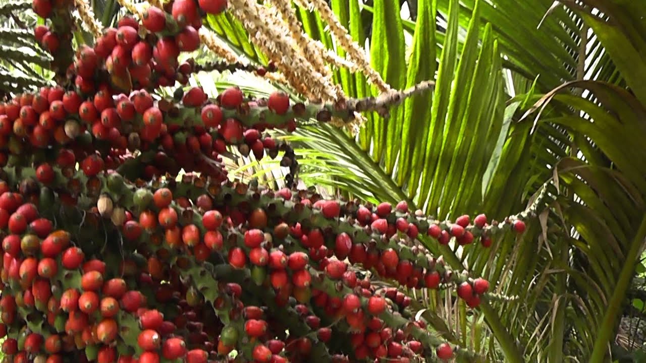 Chatham Nikau in Flower & Fruit (Rhopalostylis sapida)