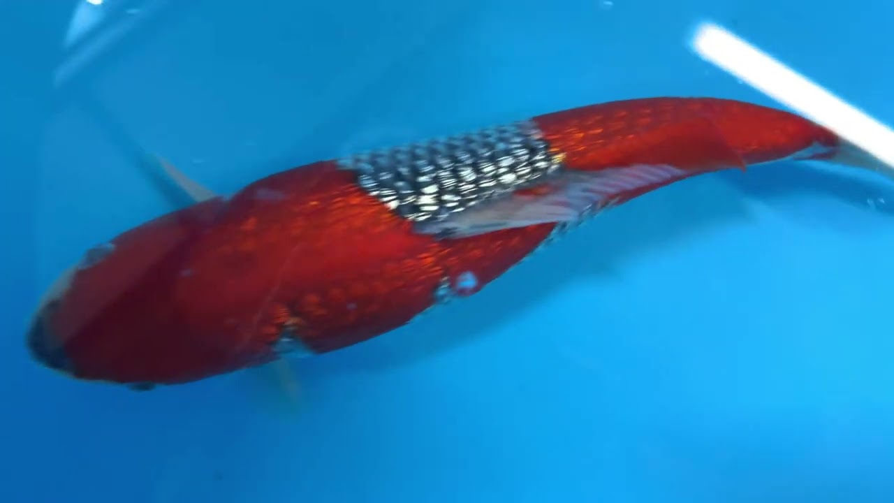 HQ Gin Rin Goshiki (Ik17)