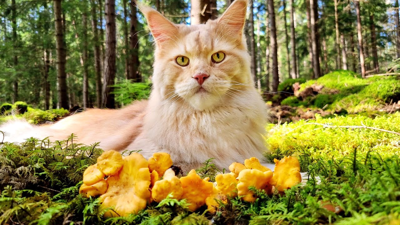 Maine Coon Cat Buster Finds the Gold of the Forest!