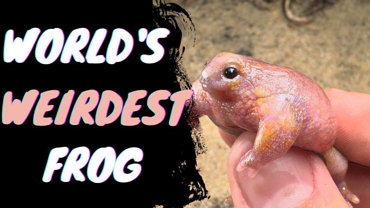 World's Weirdest Frog | Turtle Frog