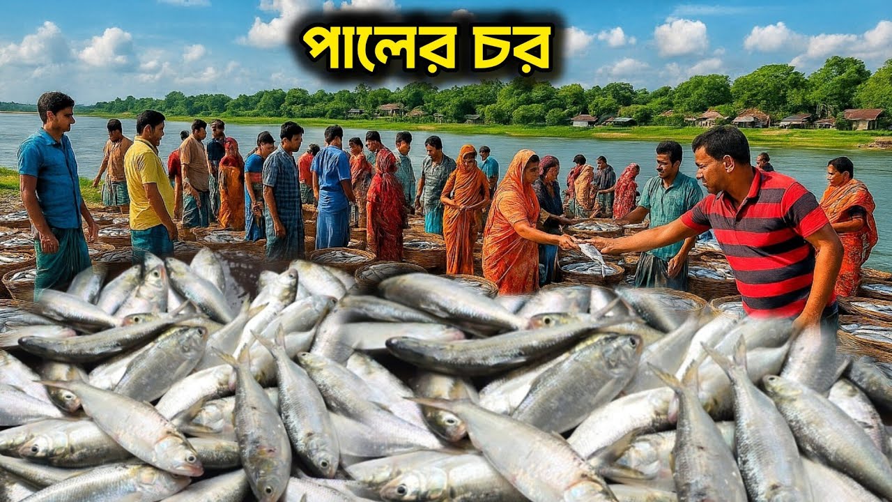 ইলিশের রাজ্য পারলে চর! বর্তমান সময়ে সব থেকে কমদামে পদ্মার মাছ। Padma river fish | wholesale market.