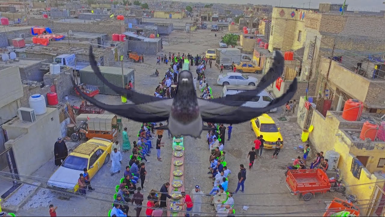 شوف الحمامه طكت الطياره عرس كله مفائجائت مو طبيعي عرس سواعد شوف ام العريس