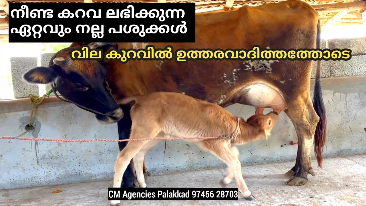 ഏറ്റവും നല്ല പശുക്കൾ ഉത്തരവാദിത്തത്തോടെ  l Cow broker Palakkad