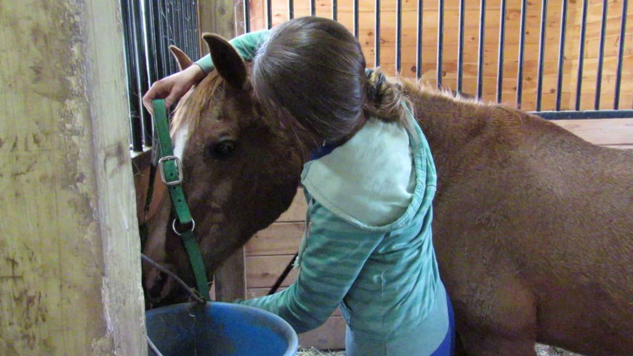 Melissa Peters 21364298 approach, halter,lead horse skill 41