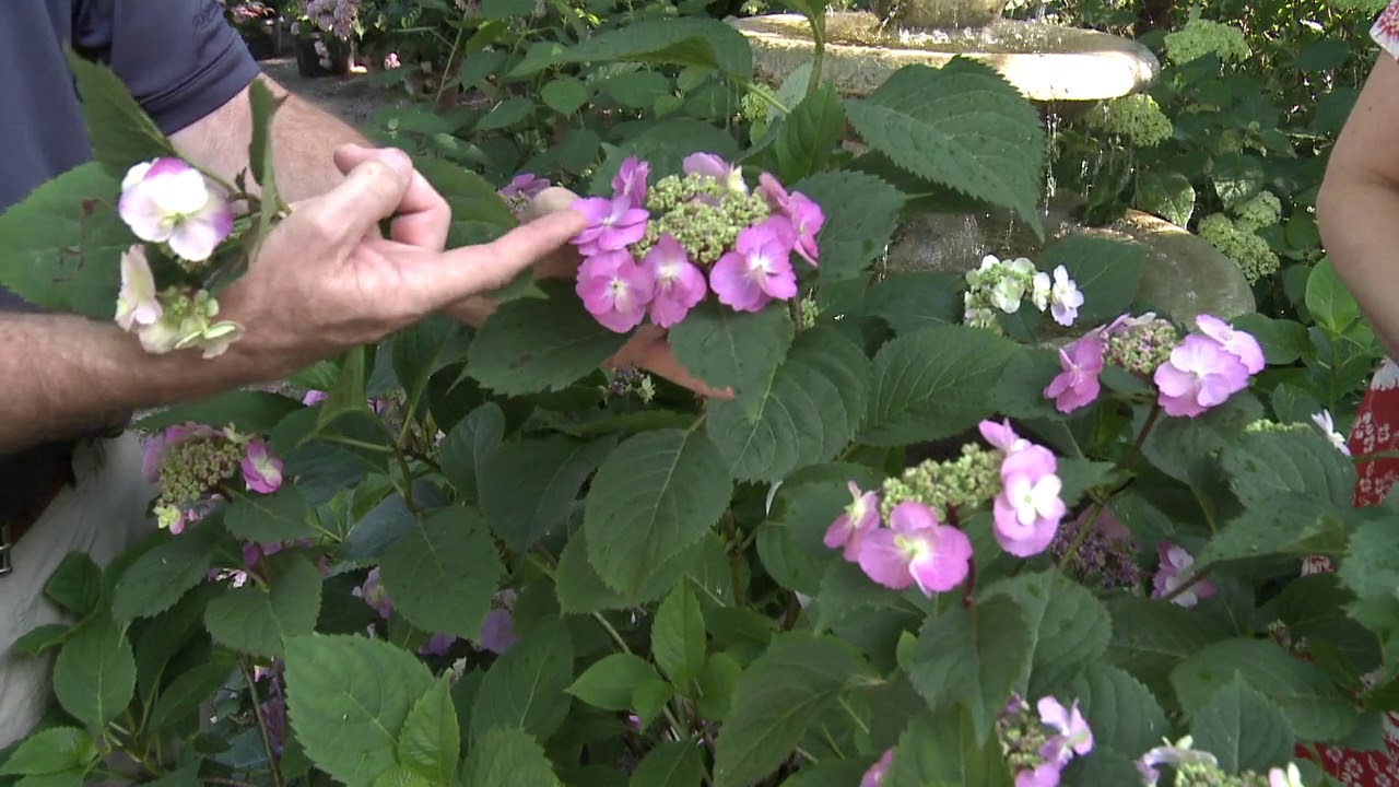 Hydrangea Tuff Stuff